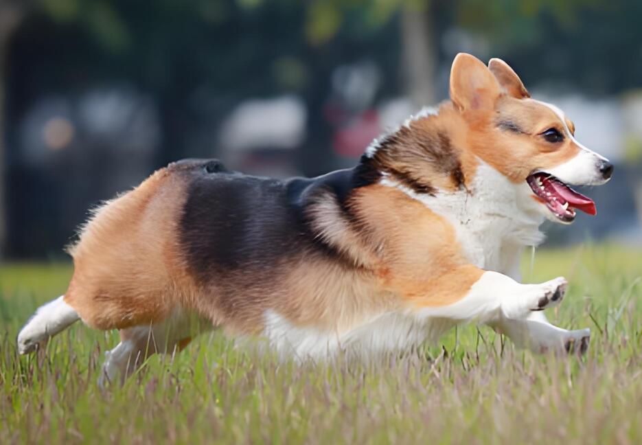 柯基犬