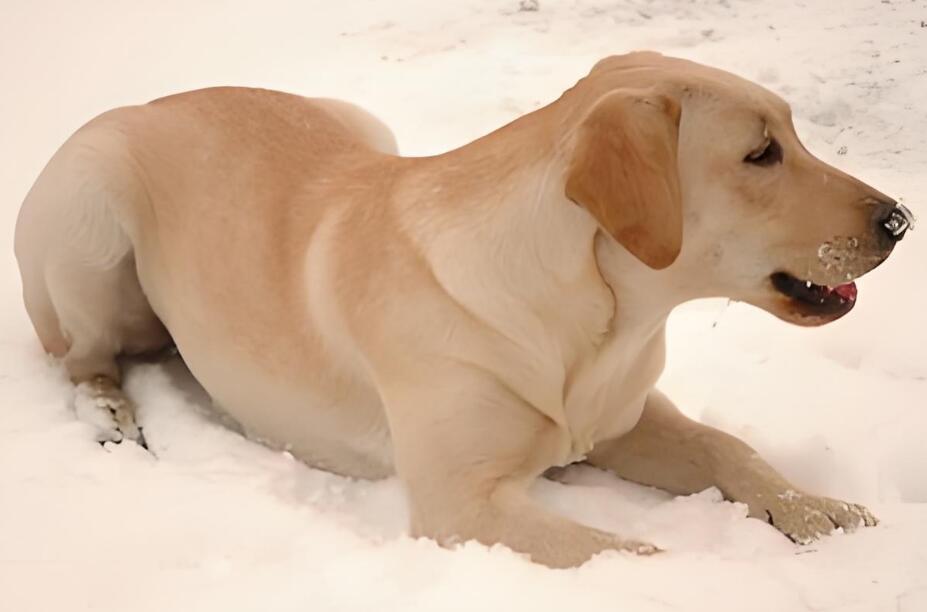 拉布拉多寻回犬